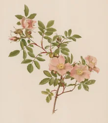 English Rose